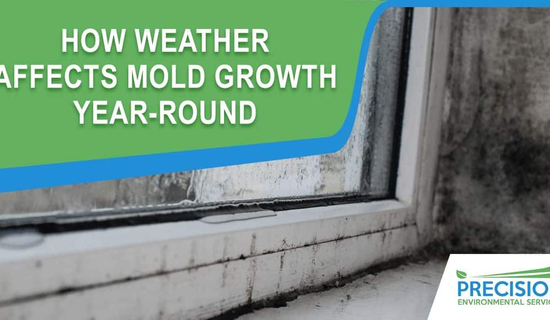 How Texas Weather Affects Mold Growth Year-Round