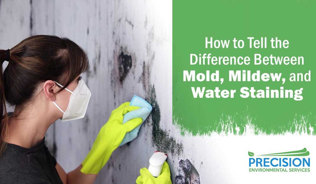 How to Tell the Difference Between Mold, Mildew, and Water Staining