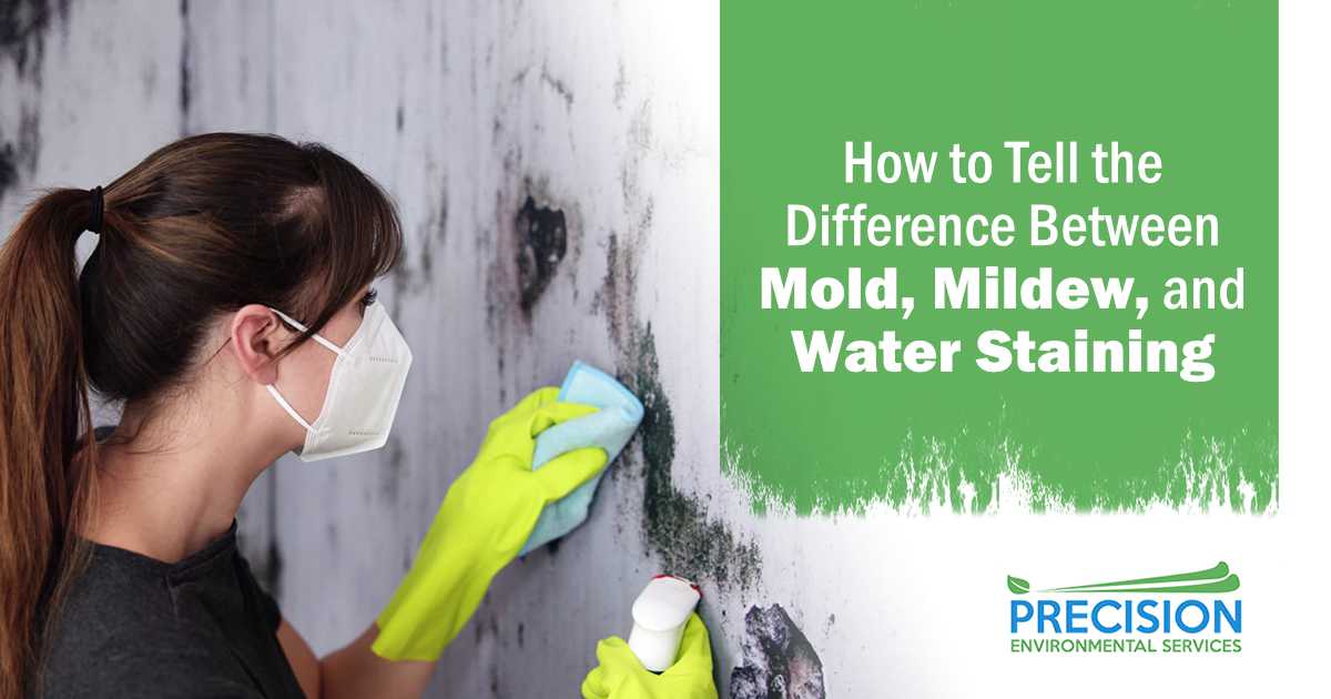 How to Tell the Difference Between Mold, Mildew, and Water Stain Cleaning wet wall mold by Precision Environmental Services, showing professional remediation and illustrating how to tell the difference between mold, mildew, and water staining.