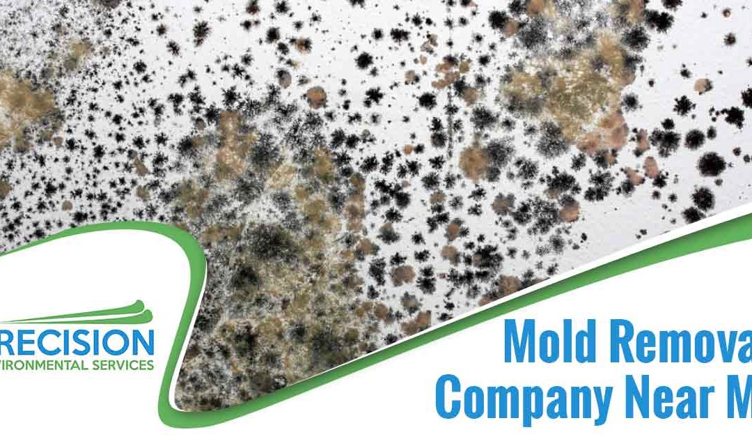 Mold Removal Company Near Me