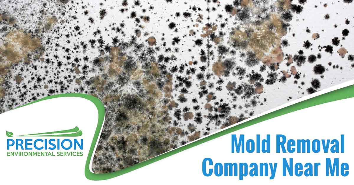 Image of mold on a white wall. Mold removal company near me text is overlaid on a white background on the bottom right hand side of the image. Mold Removal Company near me is a company that specializes in the removal of mold from homes and businesses. They are experienced in identifying the source of the mold, removing the mold, and providing advice on how to prevent further mold growth. They use specialized equipment and techniques to remove the mold and prevent it from coming back. They also can offer advice on cleaning and maintaining your home to prevent future mold growth.