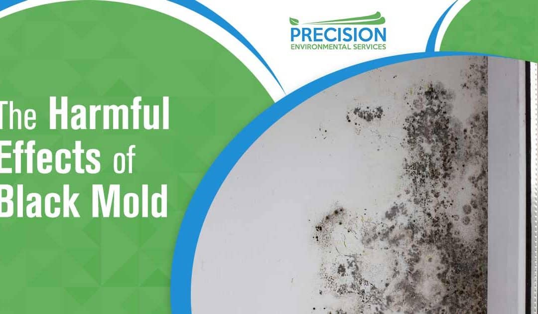 The Harmful Effects of Black Mold