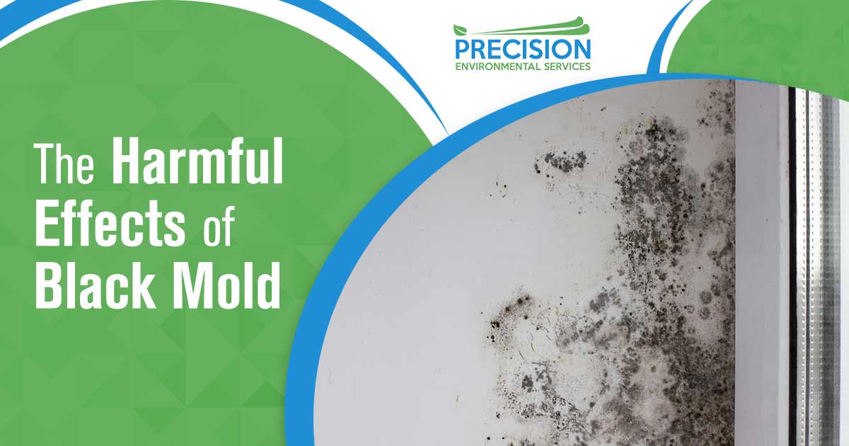 The Harmful Effects of Black Mold
