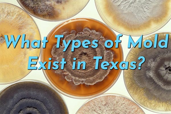 What Types of Mold Exist in Texas?