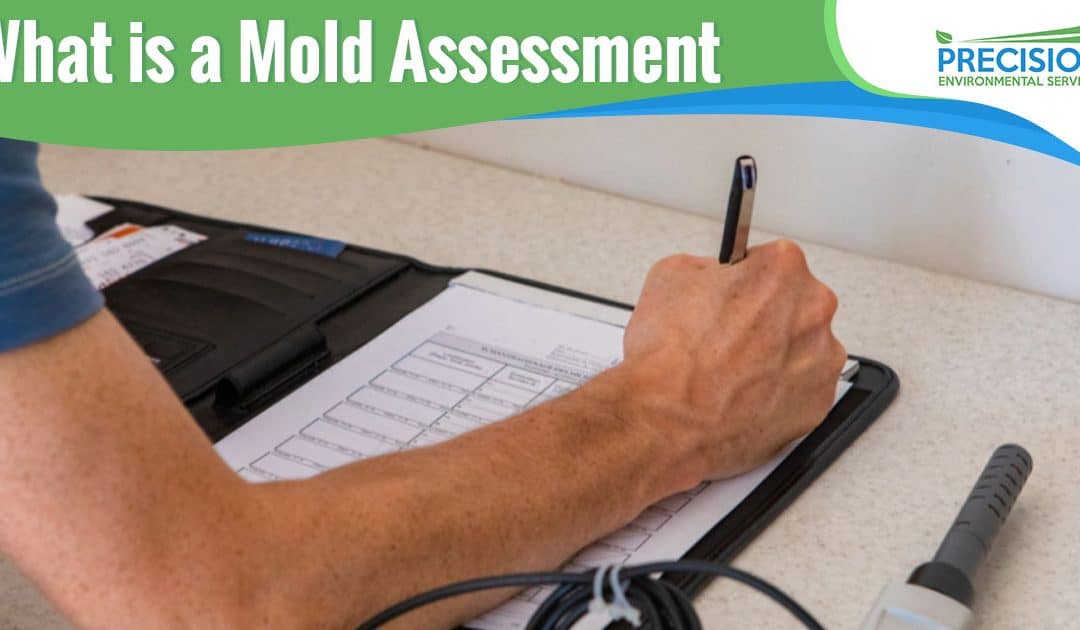 What is a Mold Assessment?