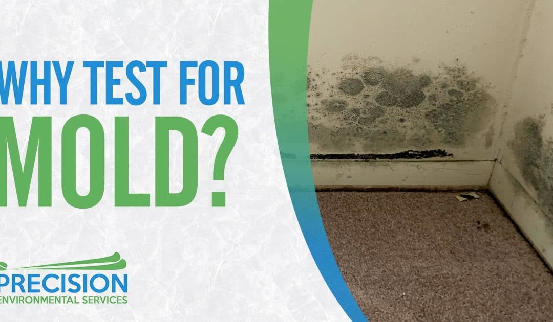 Why Test for Mold