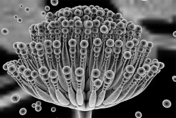 Black and white photo of microscopic black mold