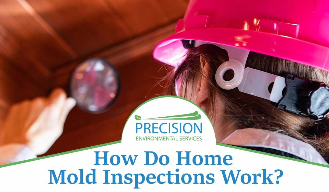 Mold Home Inspector