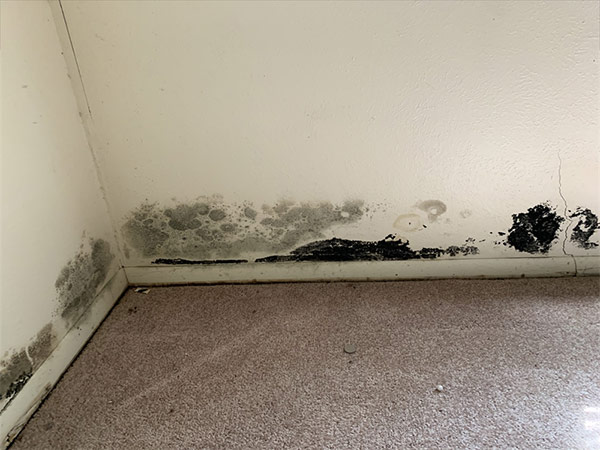 Wall with large amount of black mold damage in a mold remediation project overseen by Precision Environmental Services.