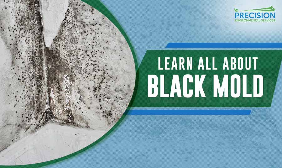 Learn all about black mold - Precision Environmental Services