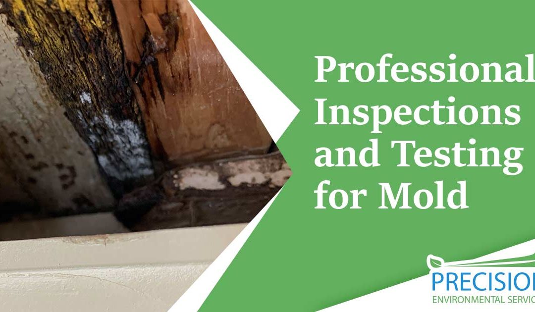 Mold Inspection and Testing